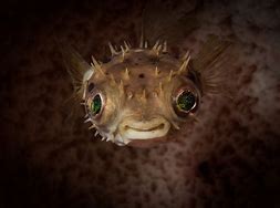 Image result for Funny Smiling Fish