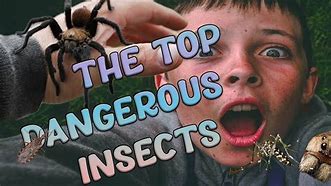 Image result for Creepy Bugs