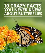 Image result for Butterfly Facts Funny