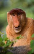 Image result for Unusual Animals of the World