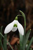 Galanthus Bertram Anderson に対する画像結果