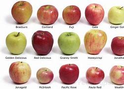 Image result for All in One Apple 2021