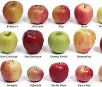 Image result for Top Apple Varieties