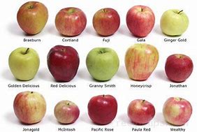 Image result for Apple's Types Chart