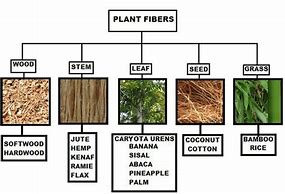 Image result for Plant Fibres