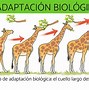 Image result for adaptsci�n