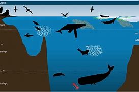 Image result for Ecosystem in the Ocean