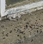 Image result for Bat Poop in Back Yard