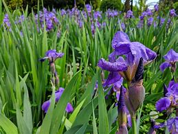 Image result for Iris Allegiance (Germanica-Group)