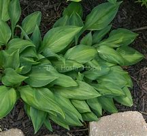 Image result for Hosta Potomac Glory