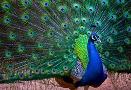 Image result for Paun Colors