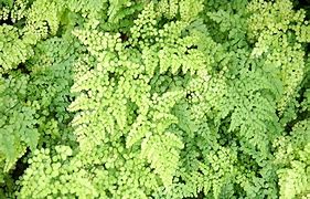 Adiantum venustum に対する画像結果