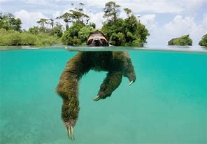 Image result for Evil Sloth