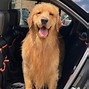 Image result for Pictues of Dogs On Instgram