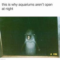 Image result for Poor in Aquarium Meme