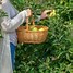 Image result for Garden Delicious Apple