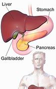 Image result for How Big Is Gallbladder