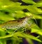 Image result for Amano Shrimp