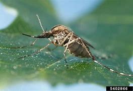 Image result for Mosquitos Poltergeist
