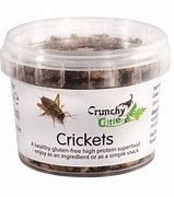 Image result for Crickets Chirping