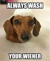 Image result for Weiner Dog Funny Quotes