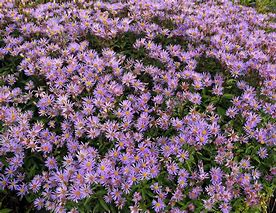 Image result for Aster radula August Sky