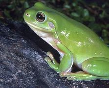 Image result for Nature Frogs