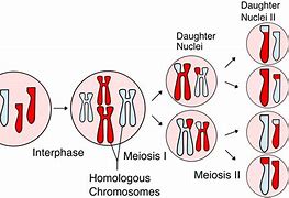 Image result for Meiosis Crossing Over Phase