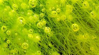 Image result for algaea