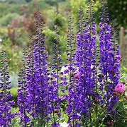 Image result for Delphinium Black Knight (Pacific-Giant-Group)