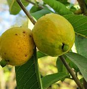 Image result for guayaba