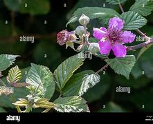 Image result for Rosenborough BlackBerry Flower