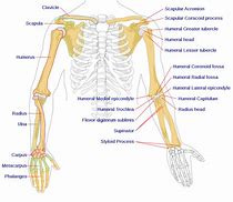 Image result for Humanoid Arm