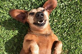 Image result for Funny Cute Pictures of Dogs