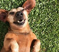 Image result for Dog Funnies