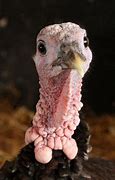 Image result for Shocked Turkey