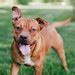 Image result for Pit Bull Side View