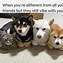 Image result for Animal Humor Memes Clean