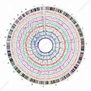 Image result for Human Genome Map