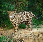 Image result for Jaguar Panthera Onca