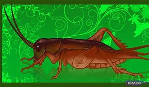 Image result for Find Cricket Insect Cartoon