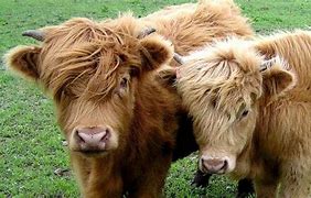 Image result for Miniature Scottish Highland Cow