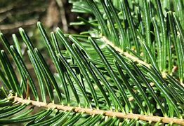 Image result for Abies concolor Si Si