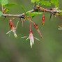 Image result for Clove Currant