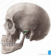 Image result for Mandibular Fossa Bone
