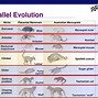 Image result for Fossil Record Evolution