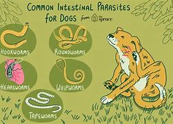 Image result for Parasite Chart