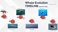 Image result for Whale Evolution Timeline