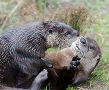 Image result for Otter Playing Drums Shirt