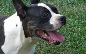 Image result for Boston Terrier and Boxer Mix